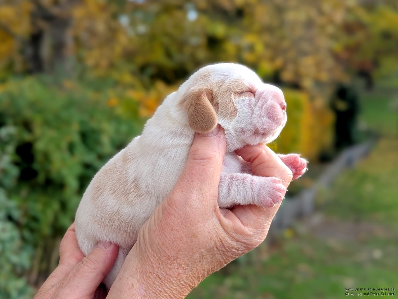 ein Welpe unseres R-Wurfs