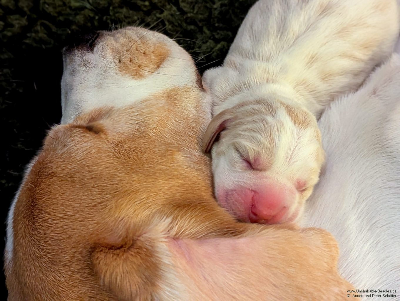 ein Welpe unseres R-Wurfs