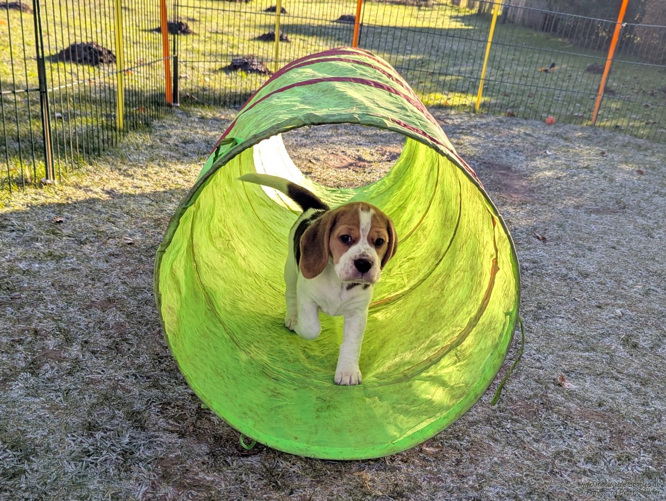 Ein Welpe unsers R-Wurfs